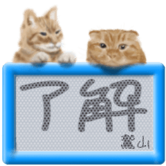 Washiyama's real fluffy cat