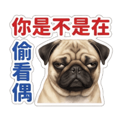 White-faced Pug