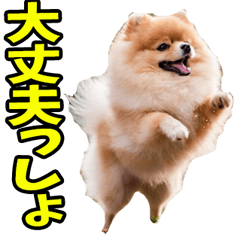 北海道弁☆ポメラニアン