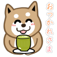 Shiba Inu.dog