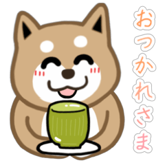 Shiba Inu.dog