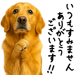 Golden Retriever Thank You