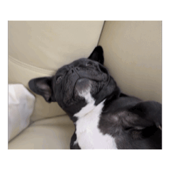 動く！ぽっちゃりぺしゅ