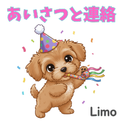 Cute Maltipoo Puppy  Everyday Greetings