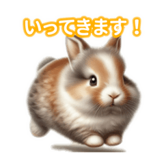 Super Cute Netherland Dwarf!