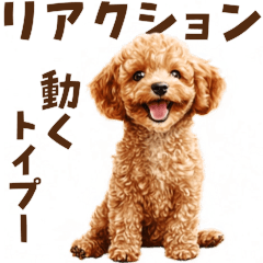 Toy Poodle Animated Reaction Stickers