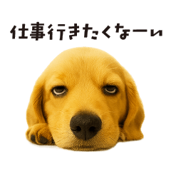 ダックスフンドのお正月日常フレーズ