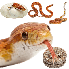 BIG! 玉米蛇 實拍