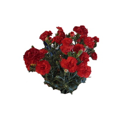 goronta_20251214174919