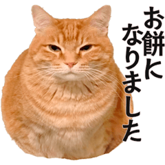 A Sleeping New Year Cat