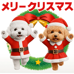 Dancing! Christmas Toy Poodle