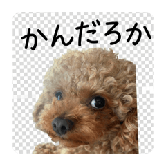 tekuteku_20251214194425