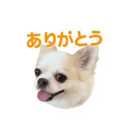 Marin_20251214204732