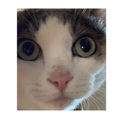 Nagare_hoshi_20251214204111