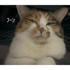 shararan_20251214190613