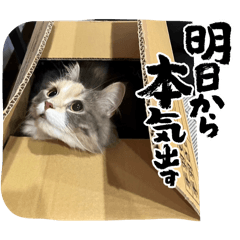 hinata_20251214215843