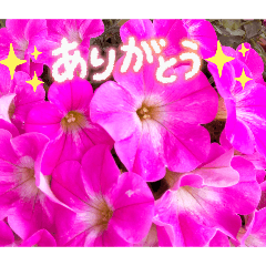 yoshieppi_20251214222217