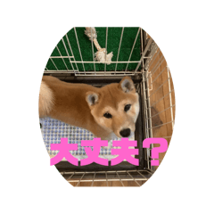 reina_20251214222939