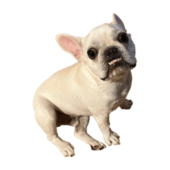 Mochimama_20251214201745