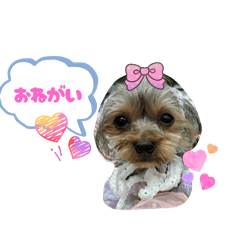 tettia_20251215031933