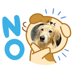 金毛小柚（實用版