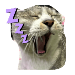Meowl_20251214214126