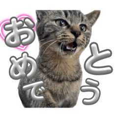 rin.neko_20251214224536