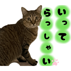 misaki_20251215135944