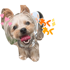 tettia_20251215140319