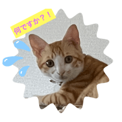 nyanko_20251215003211