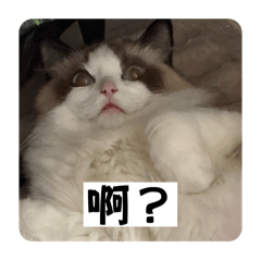 布偶貓YUMI 第四彈