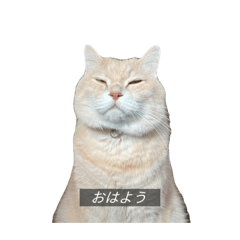 Chipi_20251215205138