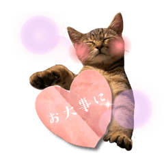 Ajishima nyan zoku 8