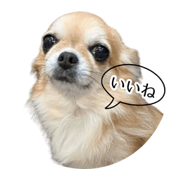 チワワのデコミし