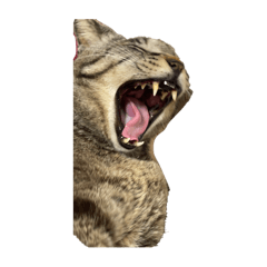 Nagisa_20251215071701