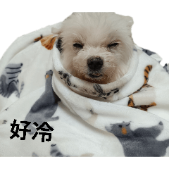 黃家毛孩子們