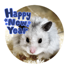 hamster2025watagechan