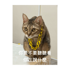 龍與老大的貼心回覆