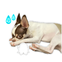 可愛小布布免費貼圖