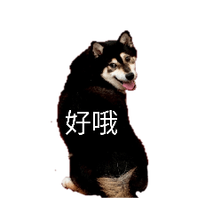 tingtingwang_20251215003930