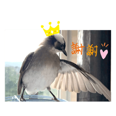 白頭翁之我家有隻小阿飛-一起來聊天