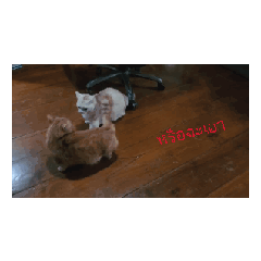 Nakamon_20251215161626