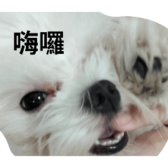 Cute glutinous rice balls