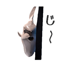 honey_20251215182535