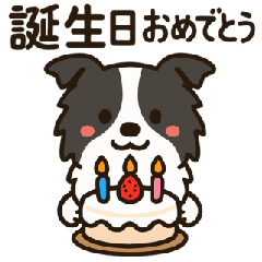 Cute Border Collie : Daily Sticker