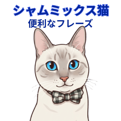 Siamese Mix Cat-Useful Everyday Phrases