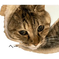 muumuu_20251215194833