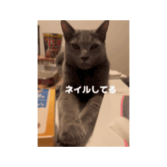 kurumi_20251216012500