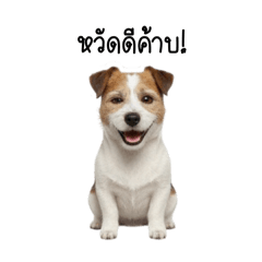 The Jack Russel