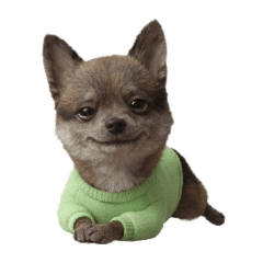 Fu-chan_20251216005148